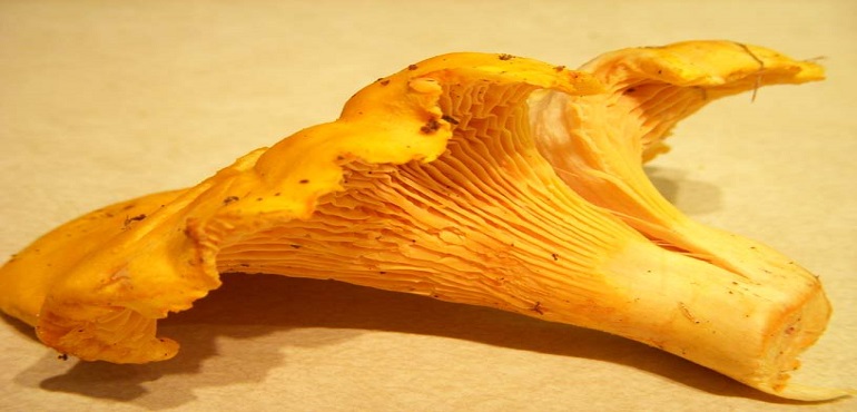 chanterelle mushroom sparkles golden blossom